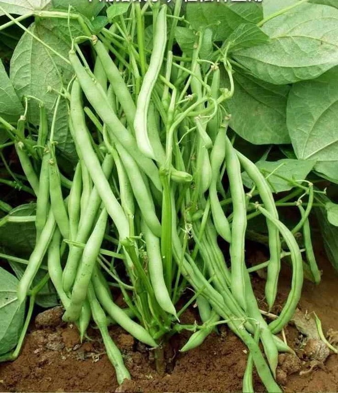 15+Tendergreen Improved Green Bush Bean seeds Stringless Bean Heavy producer USA gallery