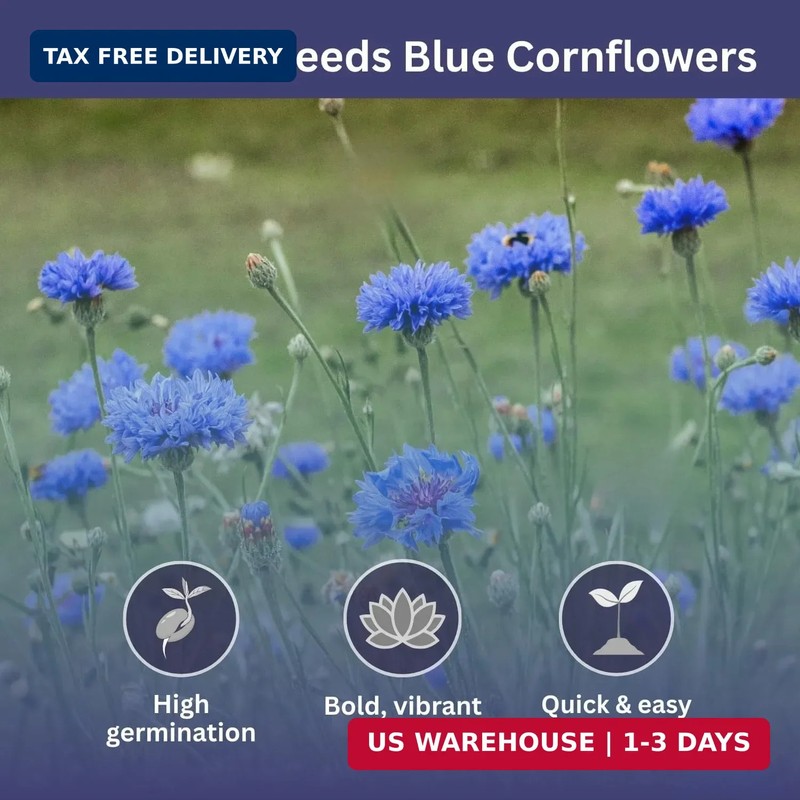 Bachelor Button Seeds - Blue Cornflower - 5,500+ Seeds - 1 oz Bulk Extra Large R gallery