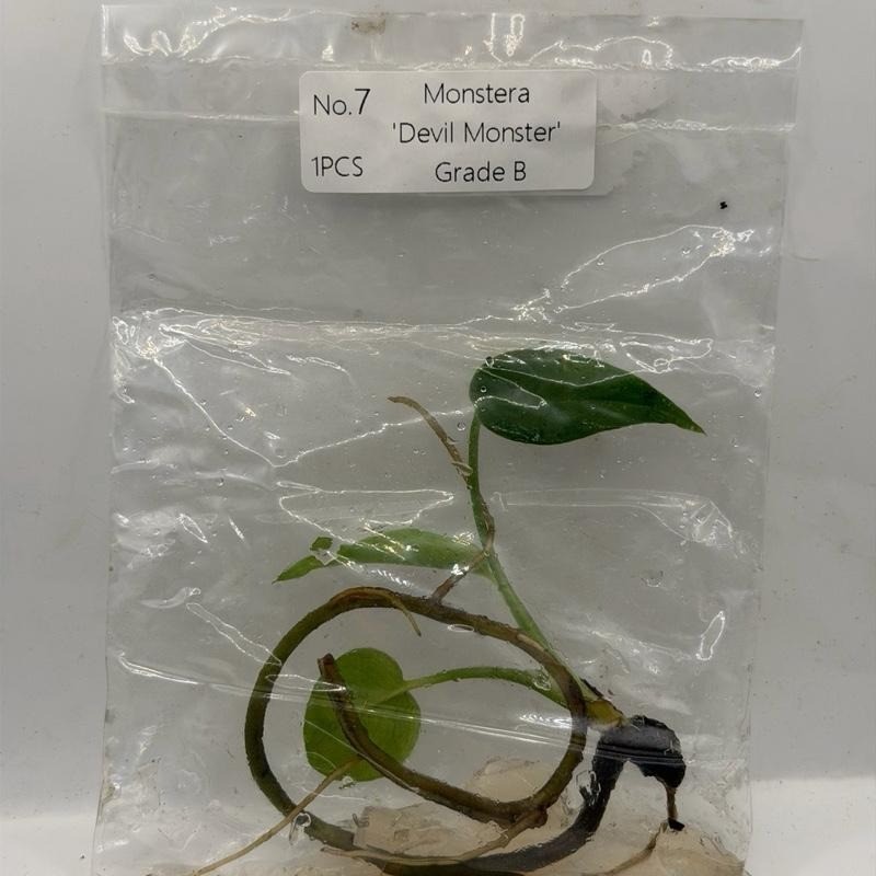 Monstera Devil Monster Tissue Culture Plant – Grade B- Grower’s Choice gallery