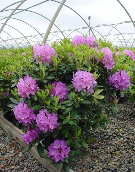 ( 1 ) - Catawba Boursault Rhododendron - Starter Plant ( 7L ) ( 1 live plant ) gallery