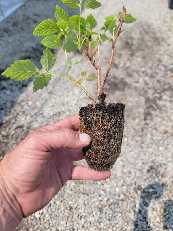 ( 1 ) - Fall Gold Everbearing Raspberry - Starter Plant ( L4 ) ( 1 live plant ) gallery