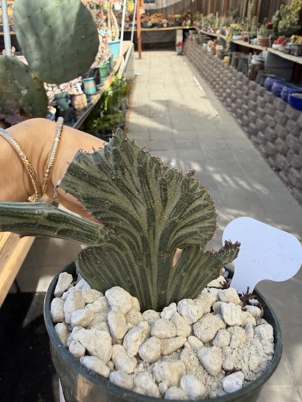 Senico Crested 🌵❤️😊 Cactus And Succulent Lover 464 gallery