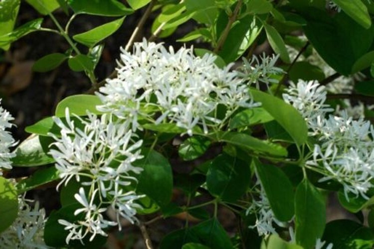 The White Fringe Is A Deciduous Tree Turned Golden Yellow Single Trunk Quart Pot gallery