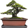 Decorative Ceramic Bonsai Planter Pot 8.5 Inch with Tray, Breathable Unglazed Re gallery