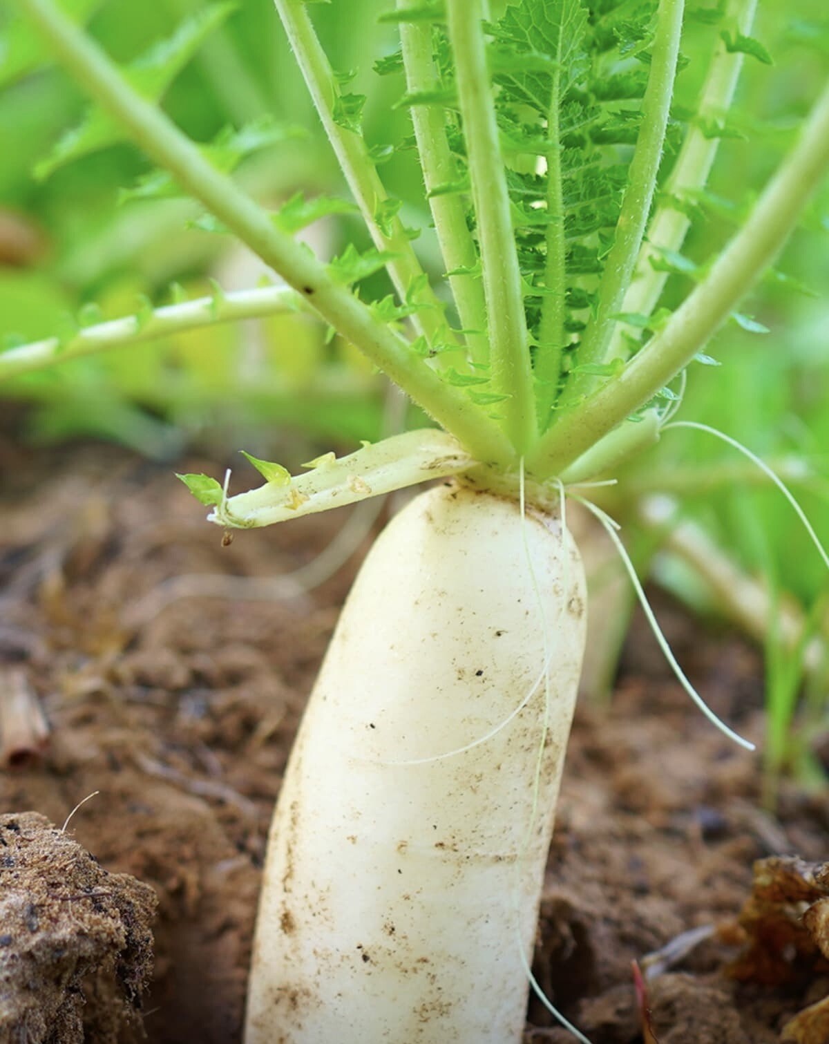 100+ Daikon Radish Seeds - Heirloom | Non GMO, Daikon Japanese | USA gallery