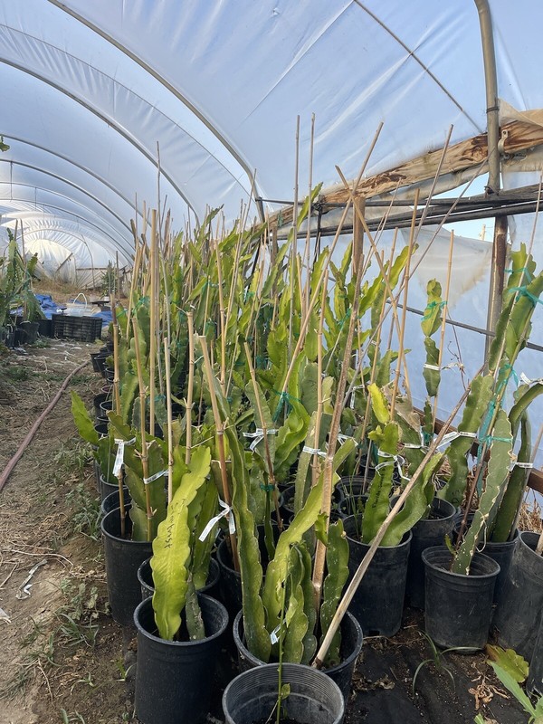 Mature “ TRICIA ” Dragon Fruit Cuttings gallery