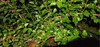 THAI DWARF MULBERRY - CUTTINGS (5) gallery