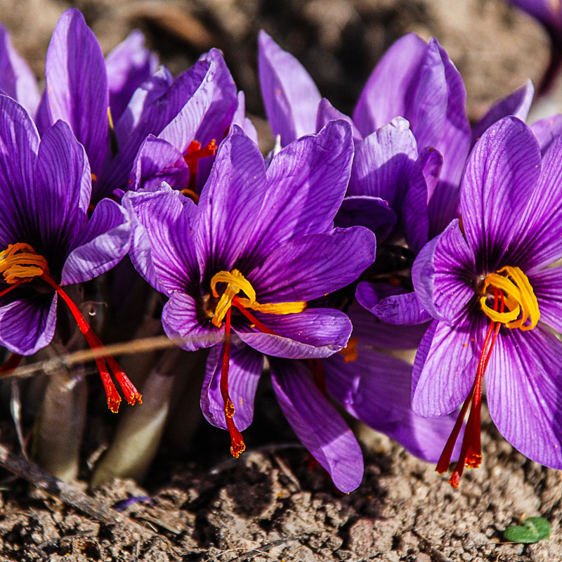 5g Premium Afghani Saffron Threads 🌸 Pure All Red Saffron Spice Grade A++ Kesar gallery