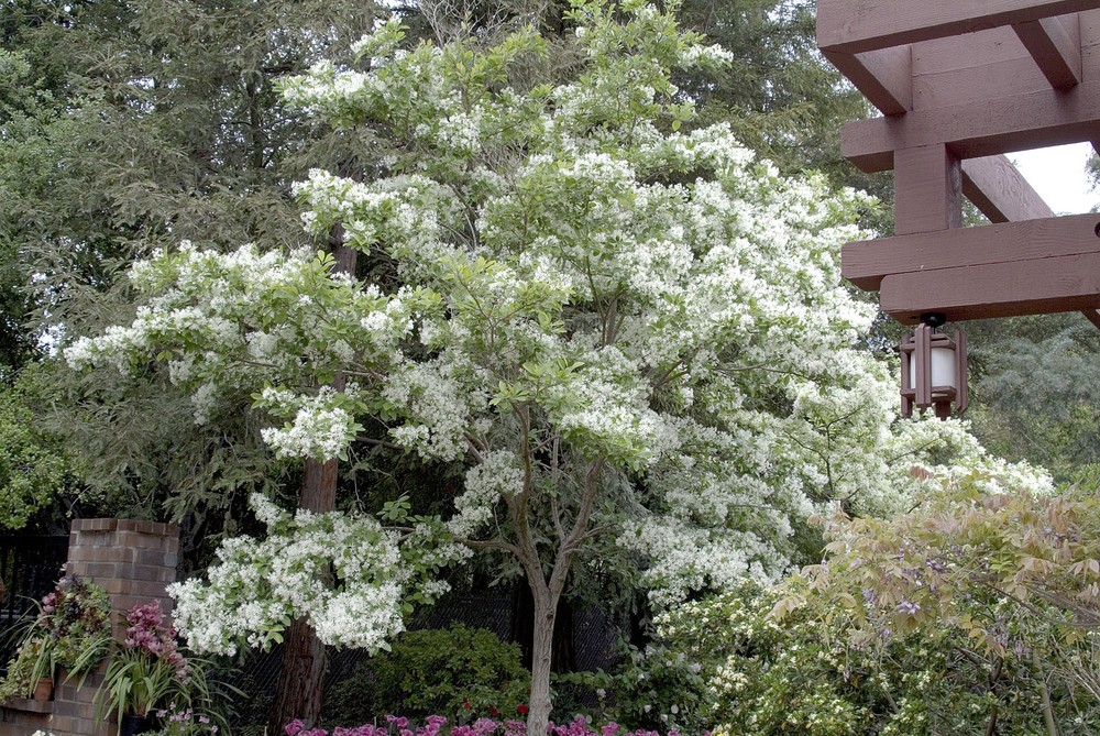 White Fringe tree quart pot