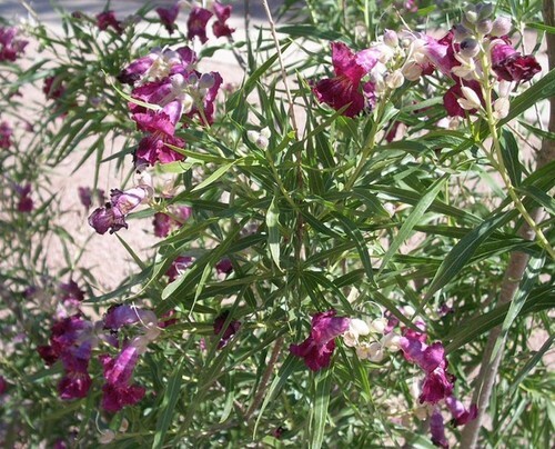 40+ Desert Willow Tree Seeds Freshly Harvested, Purple Orchid Flower (25B) gallery