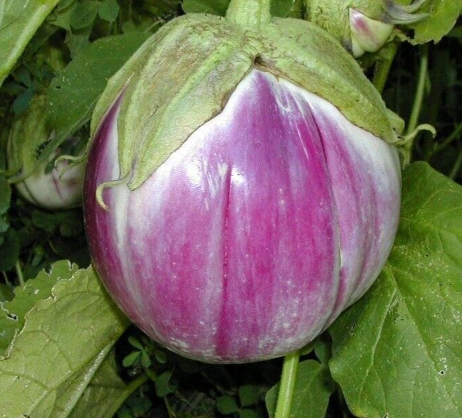 35 Fresh Authentic Rosa Bianca Premium Eggplant Seeds-A 51 gallery