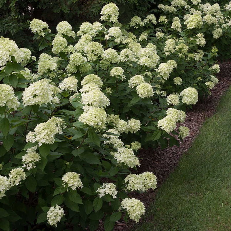 LITTLE LIME Panicle Hydrangea PP#22330 gallery