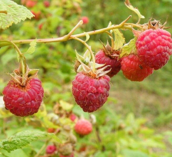 English Thornless Raspberry -Floricane -1 TC Plant/Plug - 4-8 in -Edible Fruit! gallery