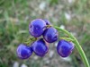 Dianella caerulea | Blue Flax Lily | 10 Seeds gallery