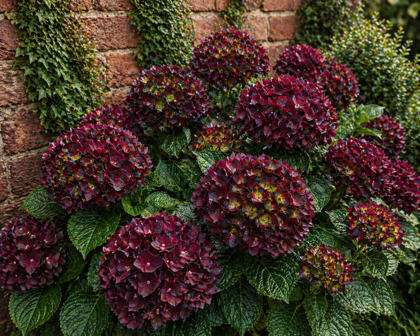 Pastel Hydrangea Seeds 150 Seeds Flower, Flower Seeds, Non GMO gallery