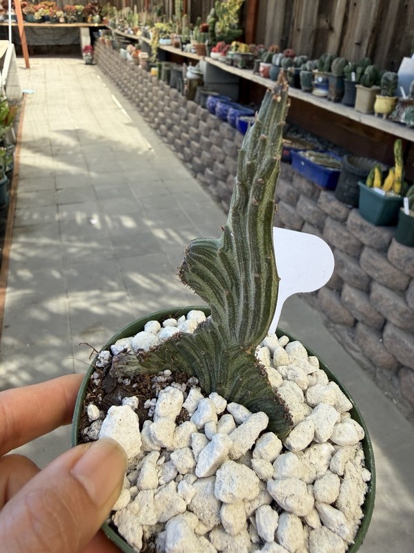 Senico Crested 🌵❤️😊 Cactus And Succulent Lover 464 gallery