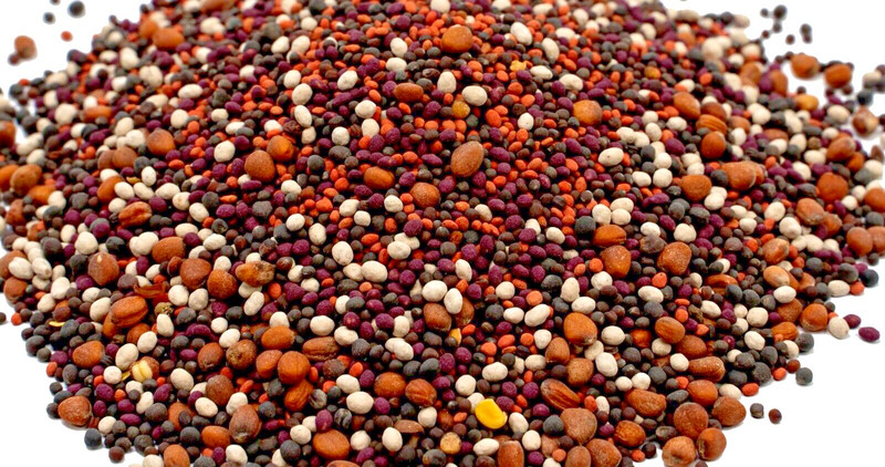 Deer Food Plot Mix - Rut Greens Deer Food Plot Mix 1/2 Acre gallery