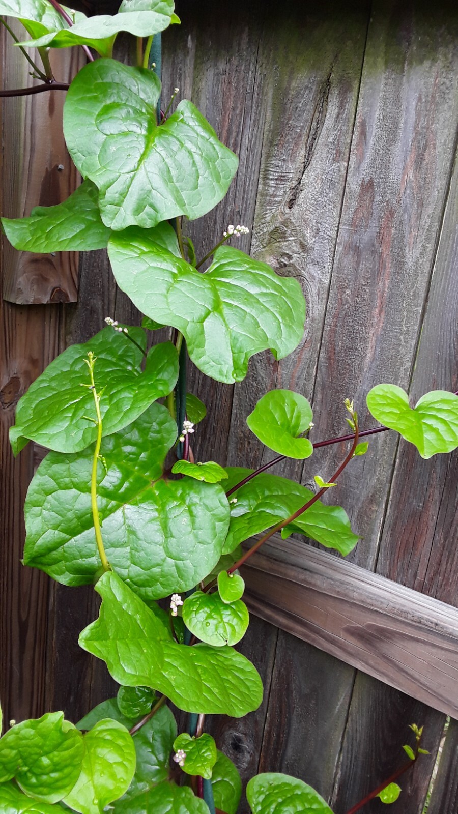 90+ Organic Red Stem Malabar Spinach Alugbati Mong Toi Poi Sang Ceylon seeds gallery