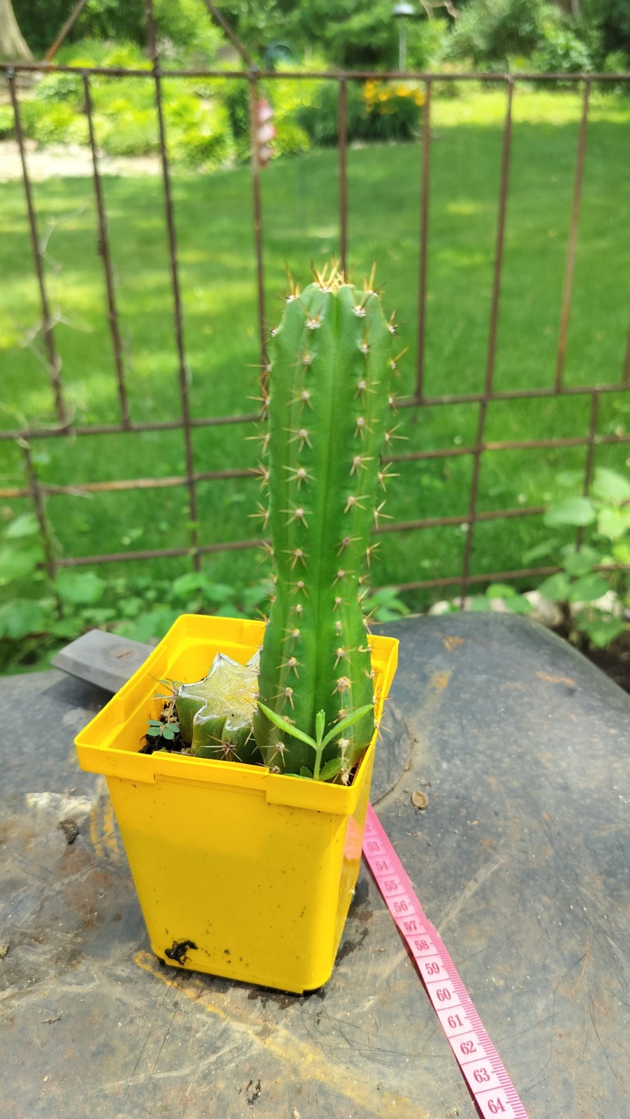 Sacred Cactus - Bridgesii Hybrid - Fully Rooted Clone. Exact Cactus Pictured. gallery