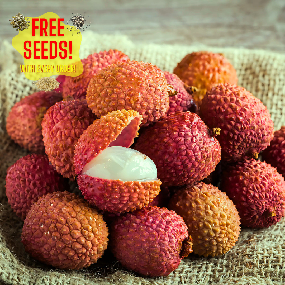 Fresh Premium Sweet Lychee Seeds | 5 Seeds | Heirloom Non-GMO | Fruit Seeds gallery