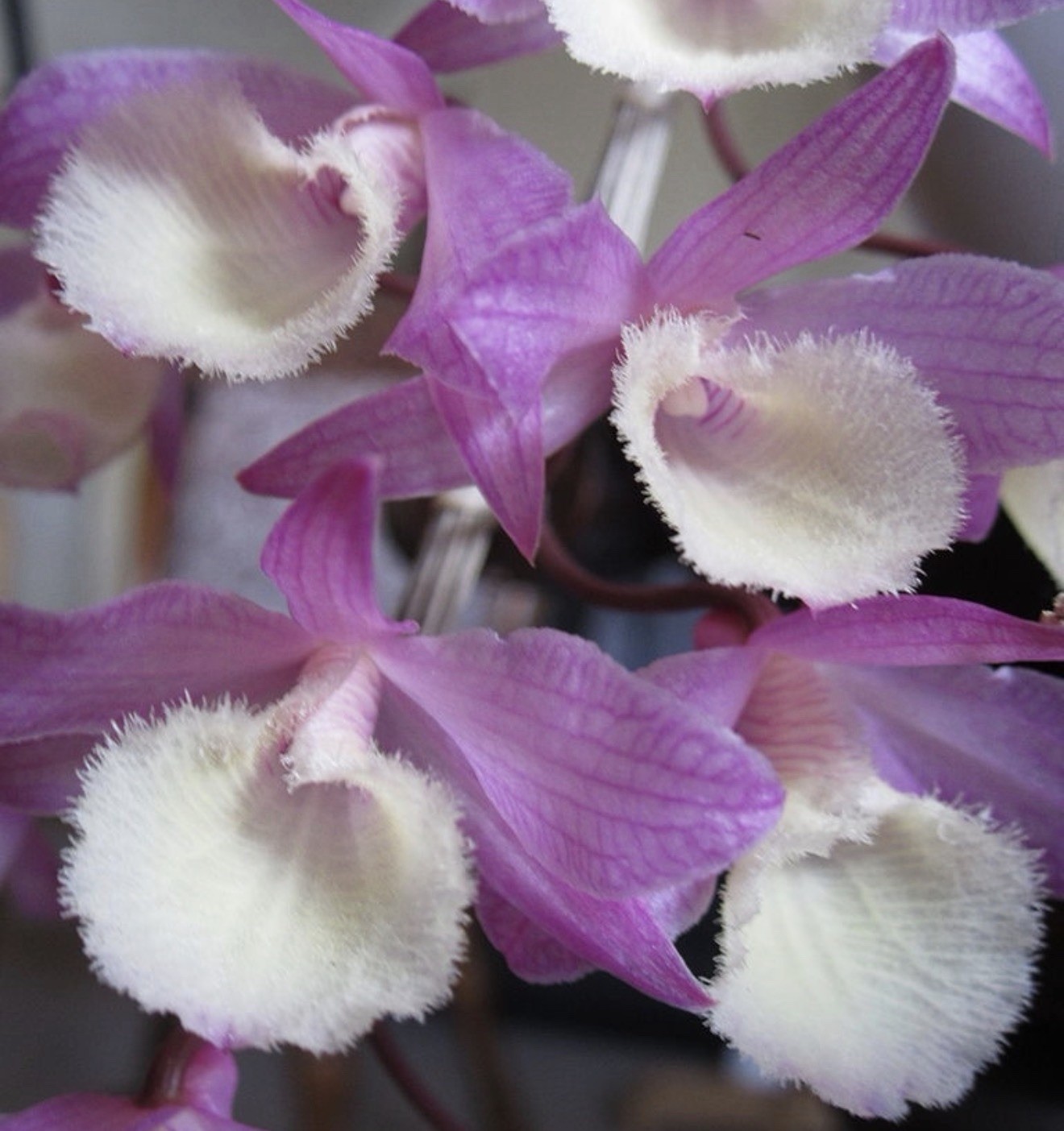 Dendrobium Aphyllum VARIEGATED Orchid Plant Cute Mounted gallery