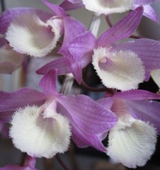 Dendrobium Aphyllum VARIEGATED Orchid Plant Cute Mounted