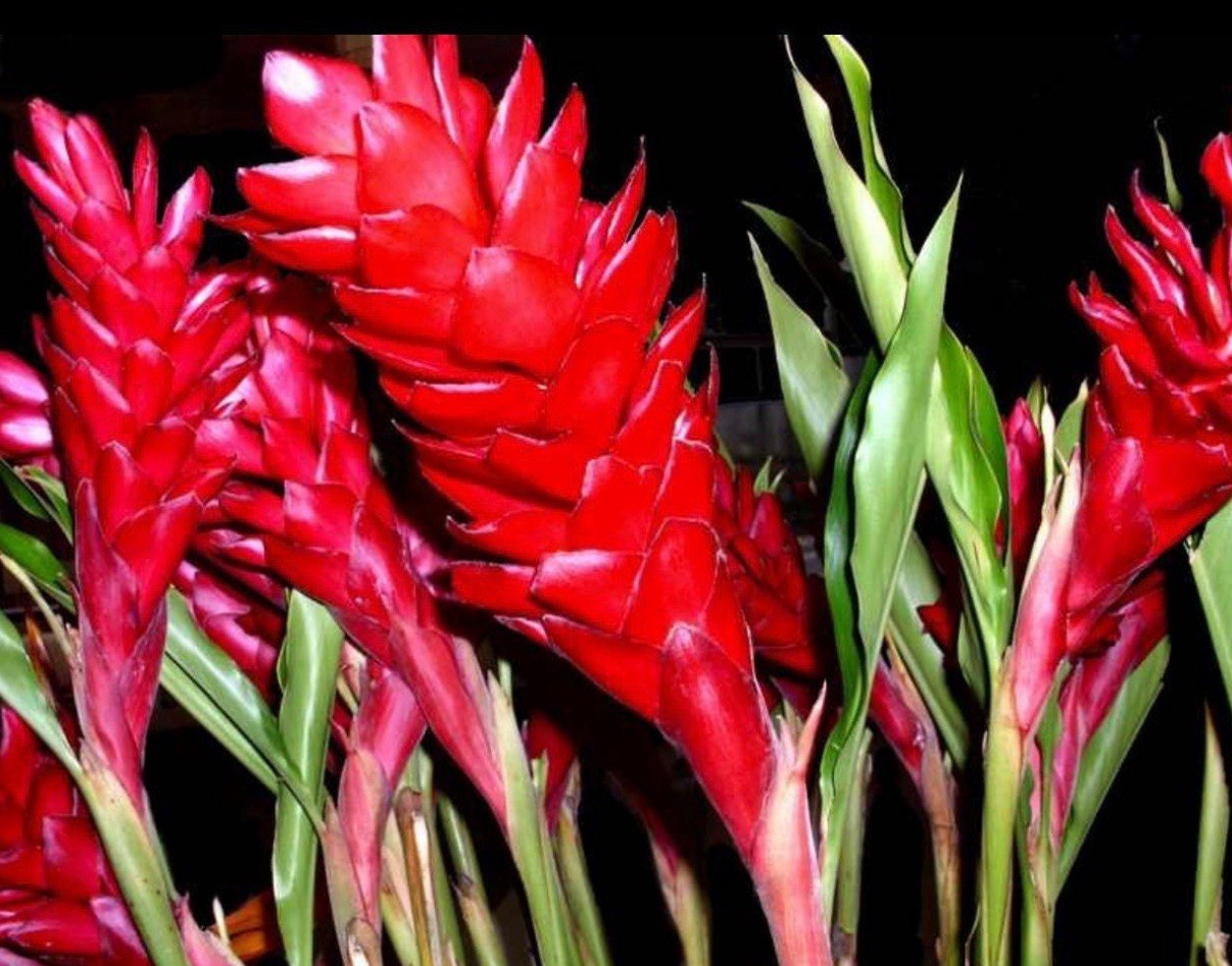 3 red ginger plants hawaii gallery