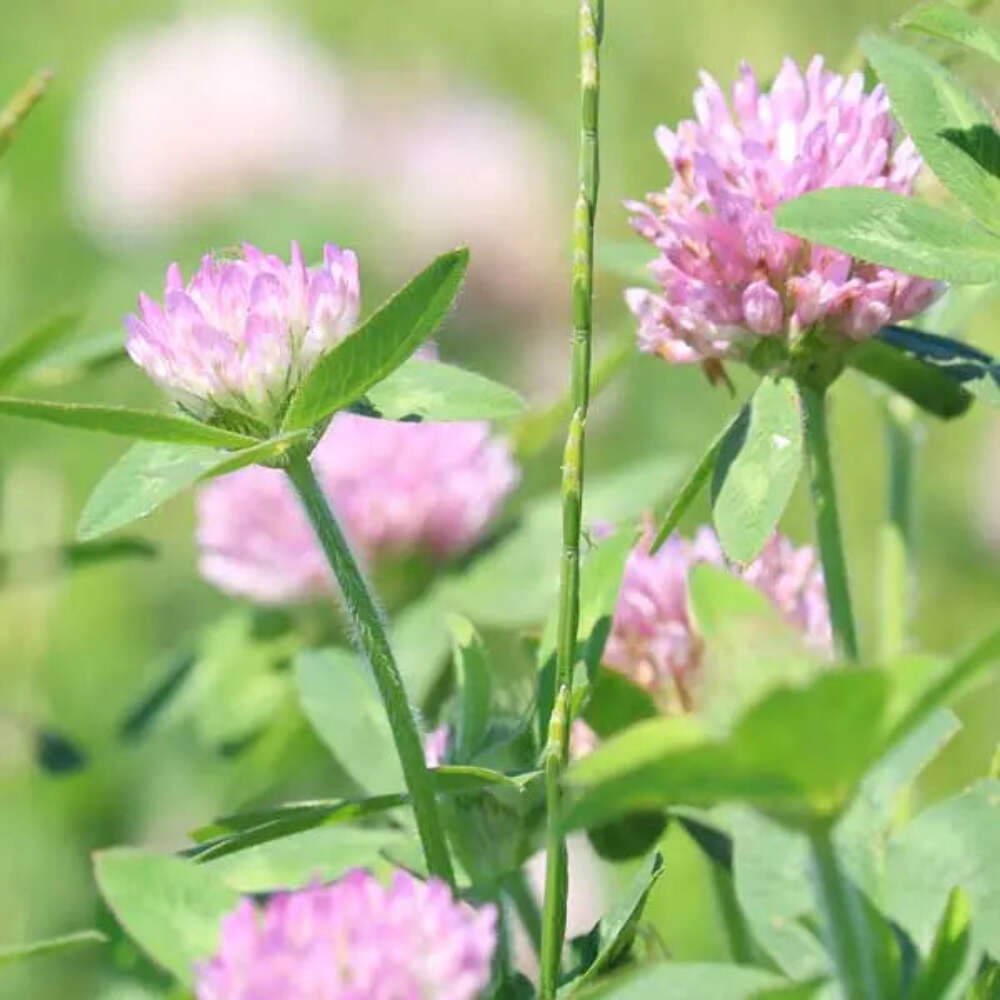 Medium Red Clover Seed | Hardy Perennial Deer Wildlife Food Plot Forage Habitat gallery