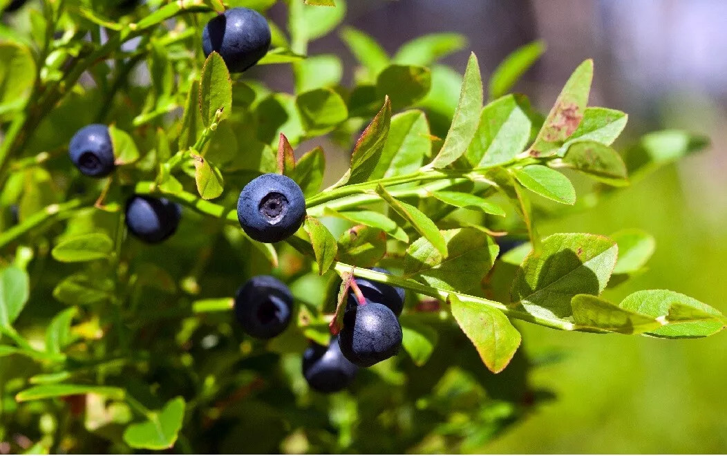 BILBERRY DWARF SHRUB {Vaccinium myrtillus} 30+seeds USA gallery