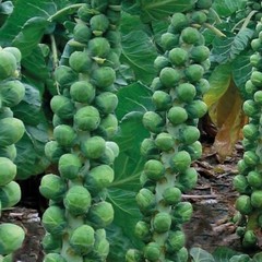 Brussels Sprouts Seeds