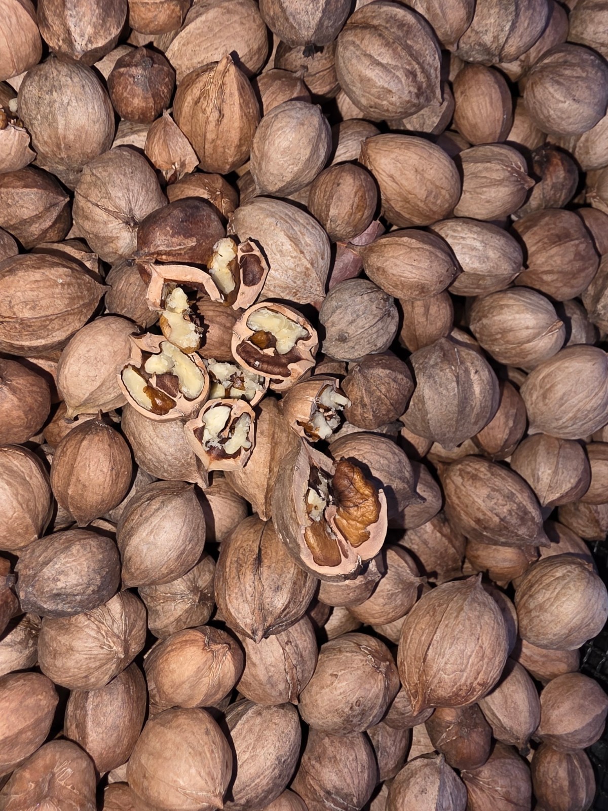 20 Lbs 2025 Organic South Carolina Shellbark Hickory Nuts gallery