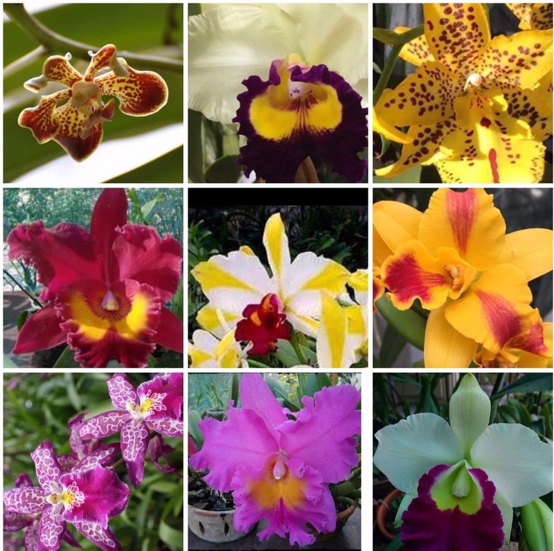 5+ Live Orchids (Cattleya,Oncidium,Dendrobium,Vanda,Phalaenopsis) gallery