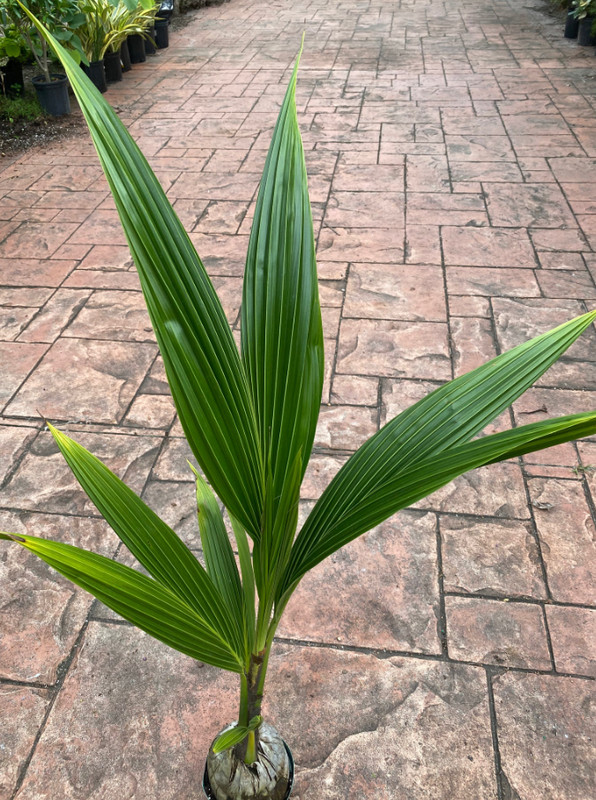 🥥 Rare Dwarf Green Malayan Coconut Tree – 1 Live Plant 2–3' Tall in 1-Gal Pot gallery