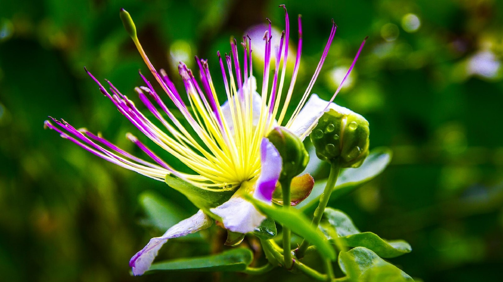 Caper Bush {Capparis Spinosa} | 25+ Seeds | Free US Shipping! gallery