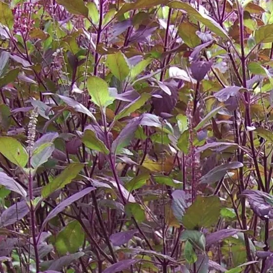 500 + Red Leaf Holy Basil / Krishna Tulsi/Non-GMO / Heirloom / Herb Garden Fresh gallery
