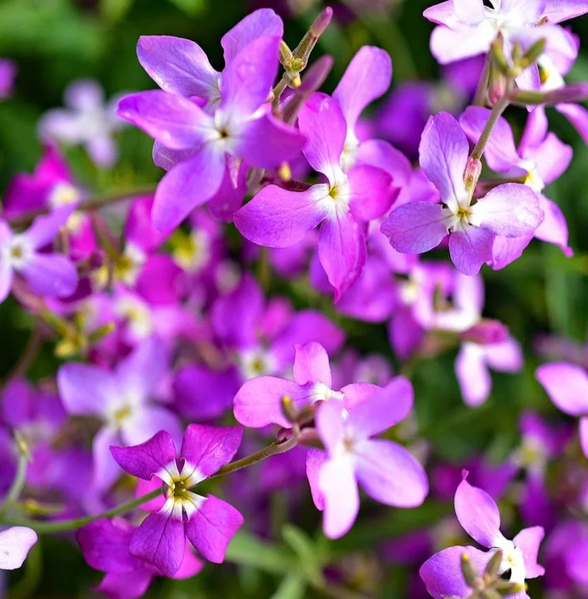 EVENING SCENTED STOCK FLOWER SEEDS 2000+ annual WILDFLOWER garden FREE SHIPPING gallery