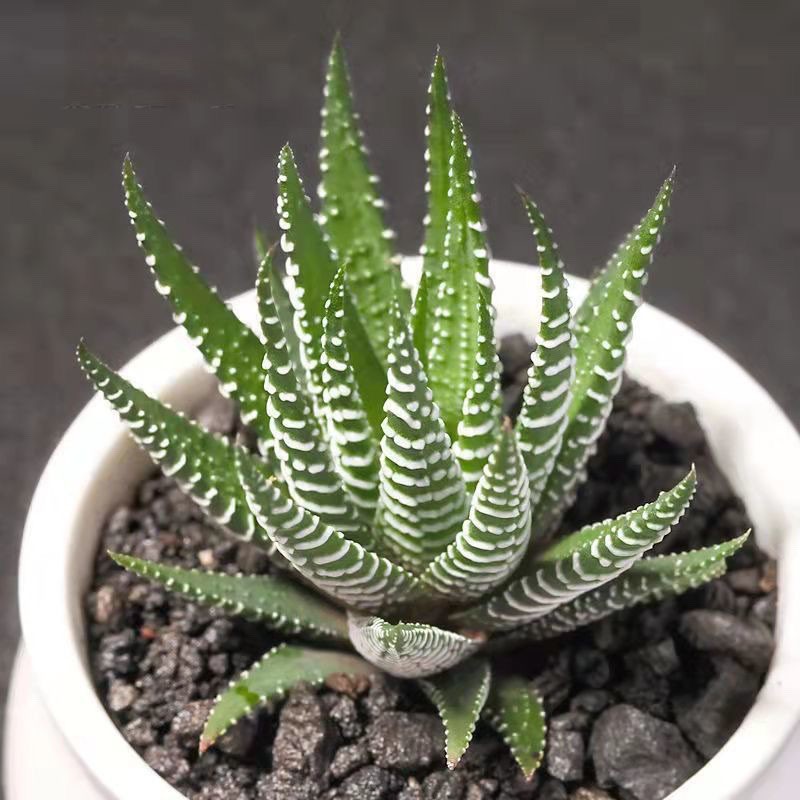 2 Pack Rare Cactus Succulent Plants | Live House Plants for Home & Office Decor gallery