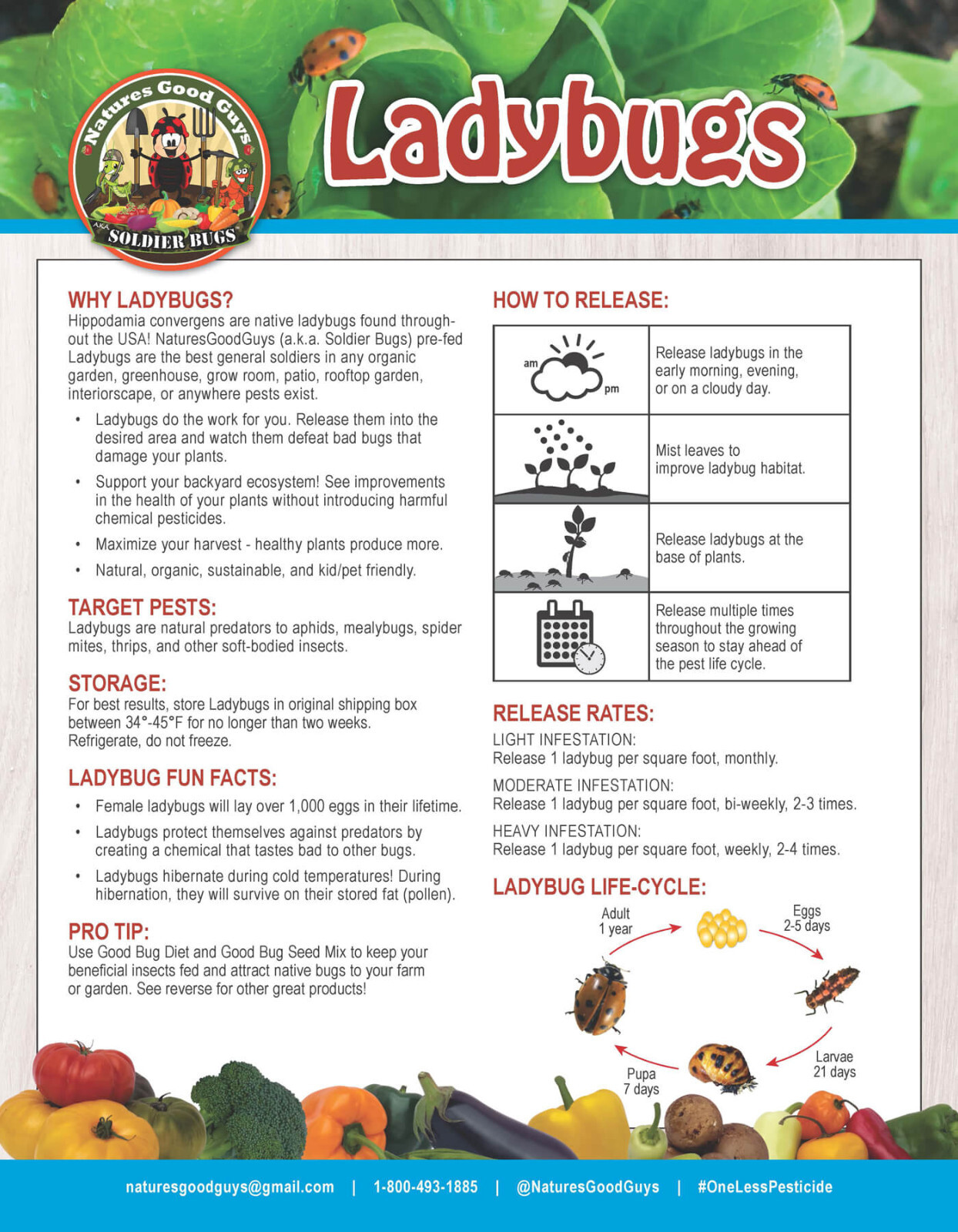 3,000 Live Ladybugs - Guaranteed Live Delivery! (2 x 1,500) gallery