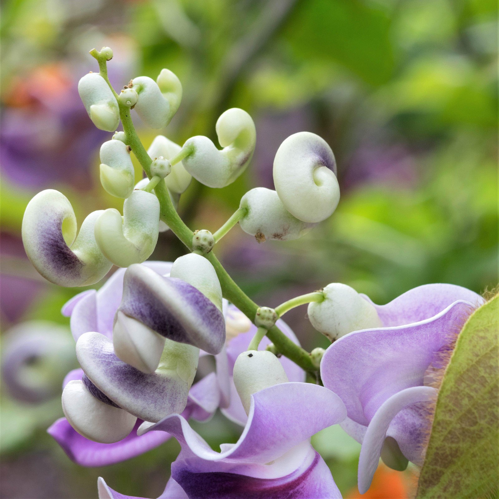 Corkscrew Vine 1 Potted Plant Rooted in a Quart Pot, Easy to Grow gallery