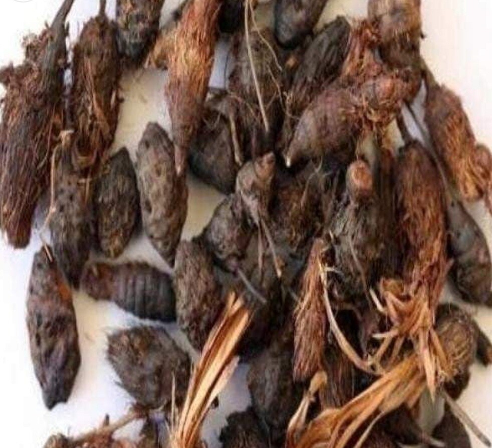 Pure Nagarmotha Roots, Nutsedge Grass, Nagarmotha Jadd Herbs jadi buti gallery
