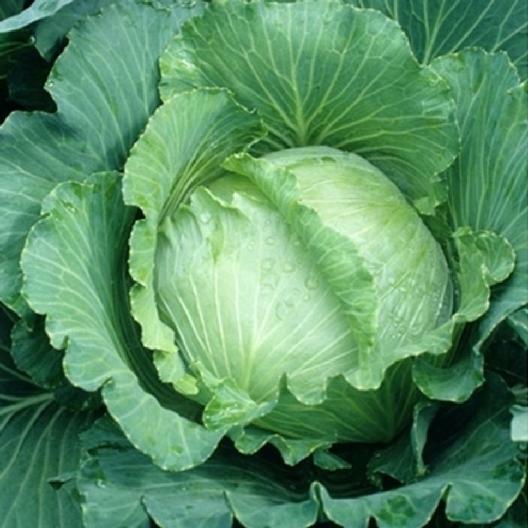 1000 Cabbage All Seasons Seeds Suitable for spring, summer and fall gardens! gallery