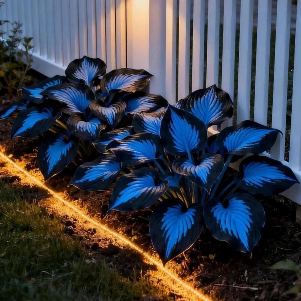 220+ Hosta Seeds Blue Perennial for Planting,Hosta Seeds Blue and Black.... gallery