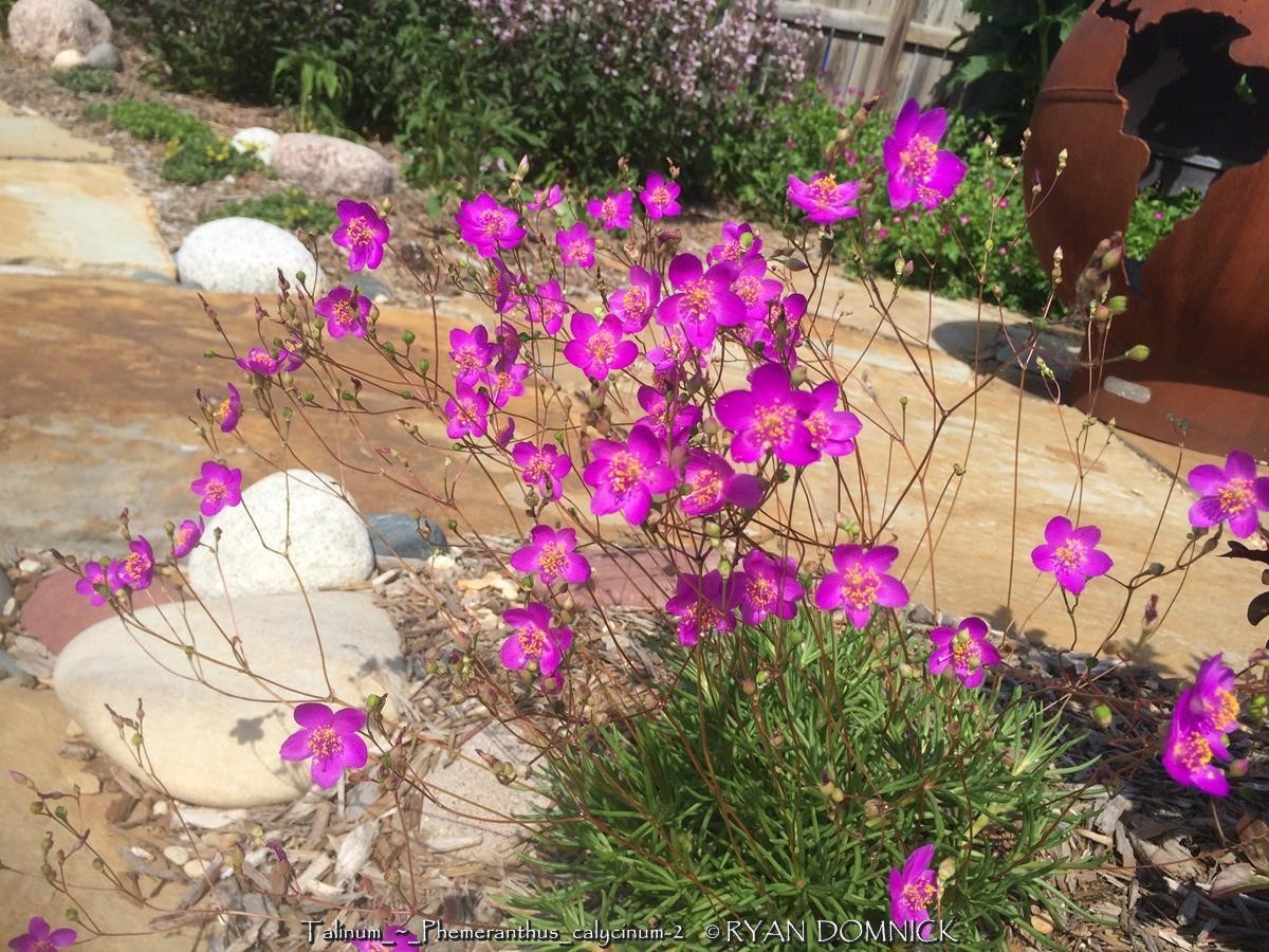 BULK SEEDS!...Talinum / Phemeranthus calycinum...Fame Flower...QTY/bag=250 gallery