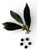 Sweet Bay laurel Tree {Laurus nobilis} 2026 Harvest Pre-Stratified 8 seeds gallery