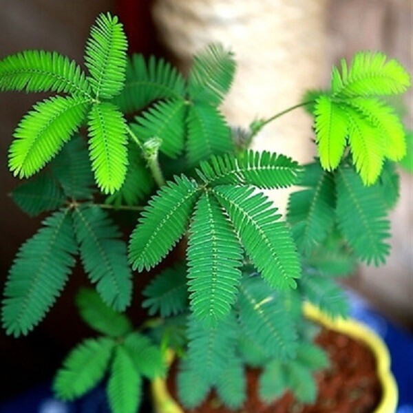 Sensitive Plant - Touch-me-not - Mimosa pudica - 100 seeds - Semillas gallery