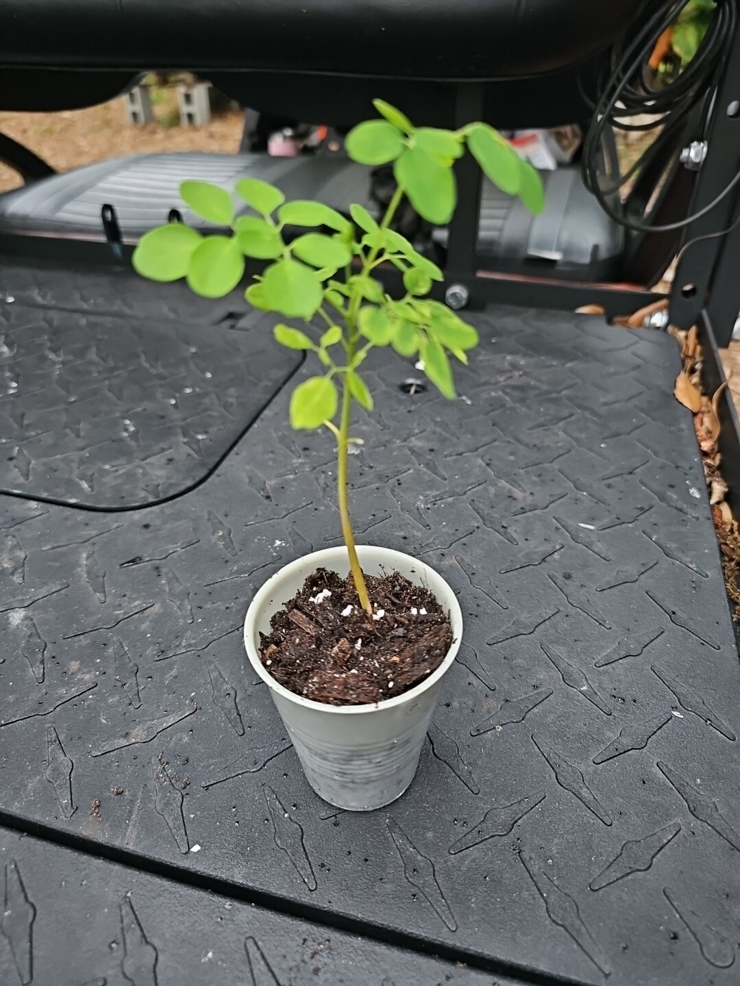 Moringa Rooted Live Plant 8" + Tree Of Life Food Forest Plus 2 Extra Seeds gallery