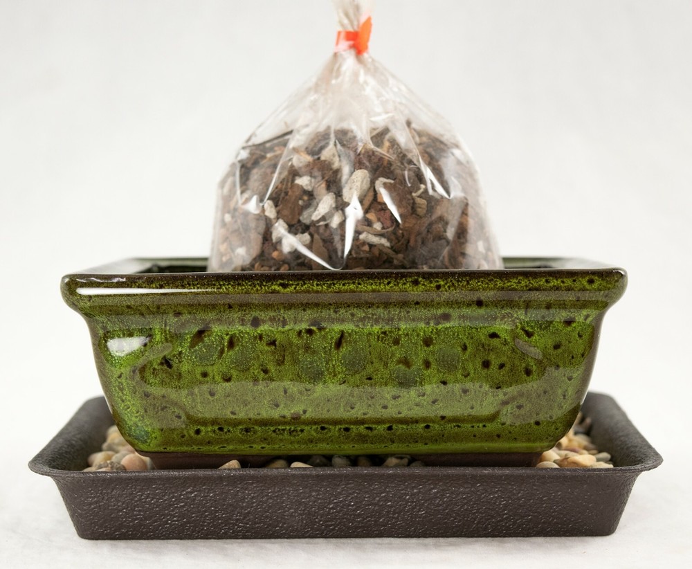 6" Rectangular Moss Green Shohin Bonsai Pot + Soil + Tray + Rock + Mesh Kit