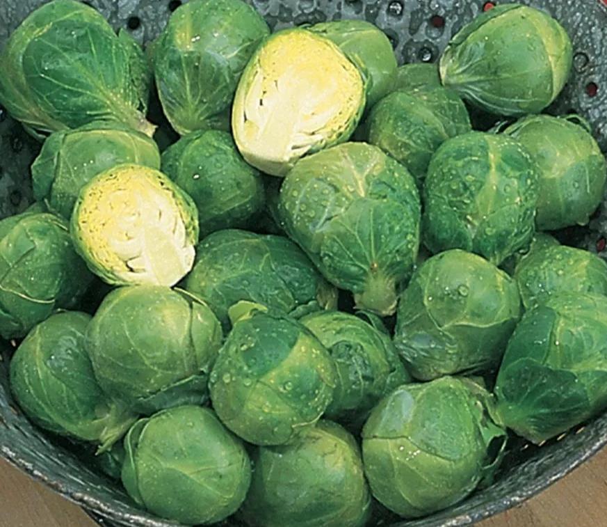 Brussel Sprouts, Long Island Brussel Sprouts Seeds, 300+ Seeds, Heirloom, NONGMO gallery