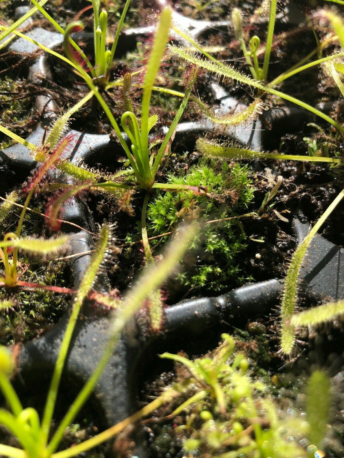 LIVE Carnivorous Cape Sundew (Drosera capensis Typical) Small Plant gallery