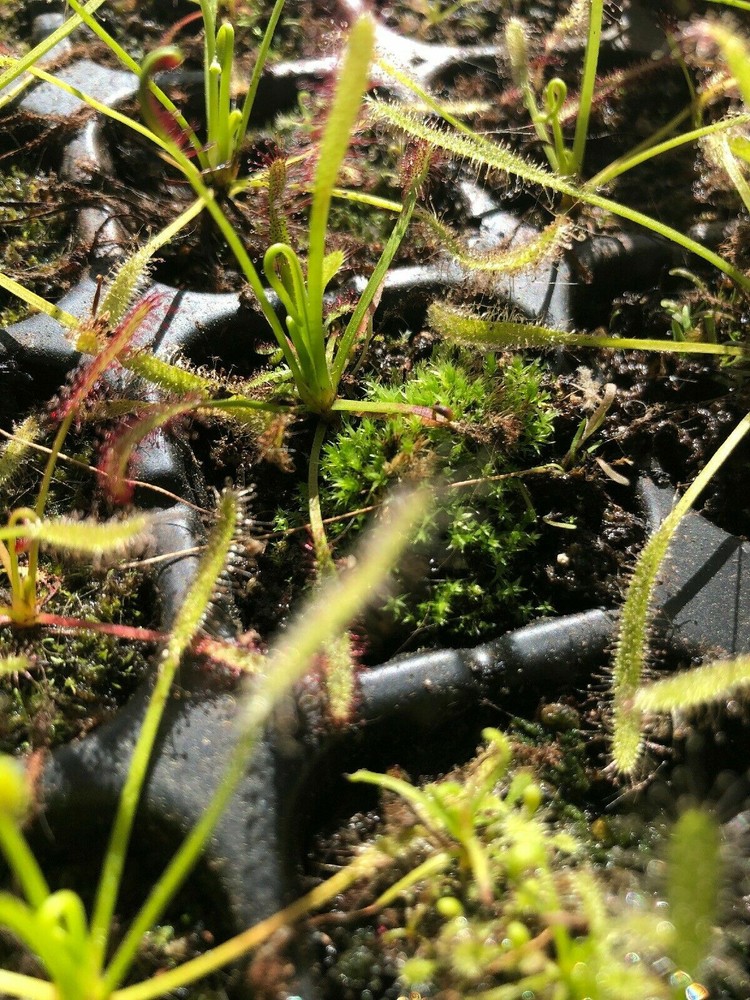 LIVE Carnivorous Cape Sundew (Drosera capensis Typical) Small Plant